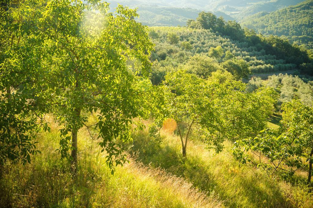 阿雷佐Podere Poggio Mendico别墅 外观 照片