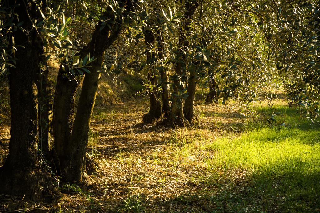 阿雷佐Podere Poggio Mendico别墅 外观 照片