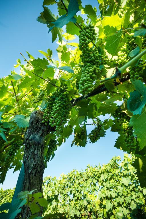 Podere Poggio Mendico 阿雷佐 外观 照片
